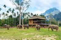 Elephant Hills Ethical Elephant Experience