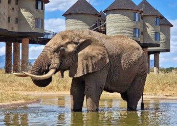 Elephant, Salt Lick Safari Lodge, Taita Hills, Kenya