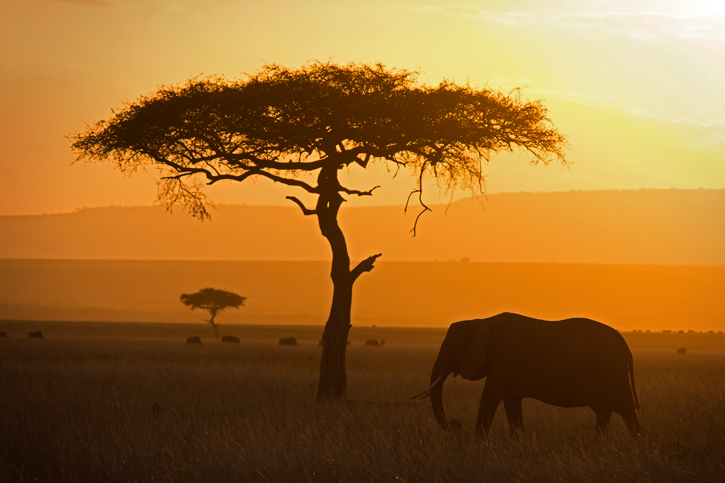 Elephant Masai Mara