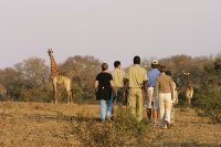 Elephant Plains Lodge Bush Walk