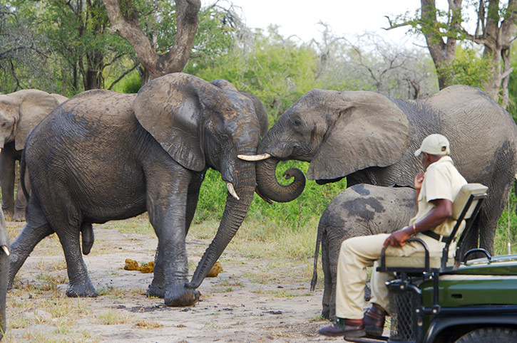 Elephant Plains Lodge Game Drive