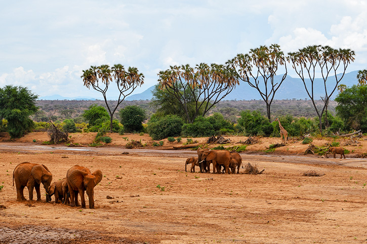 Elephants, Samburu National Reserve