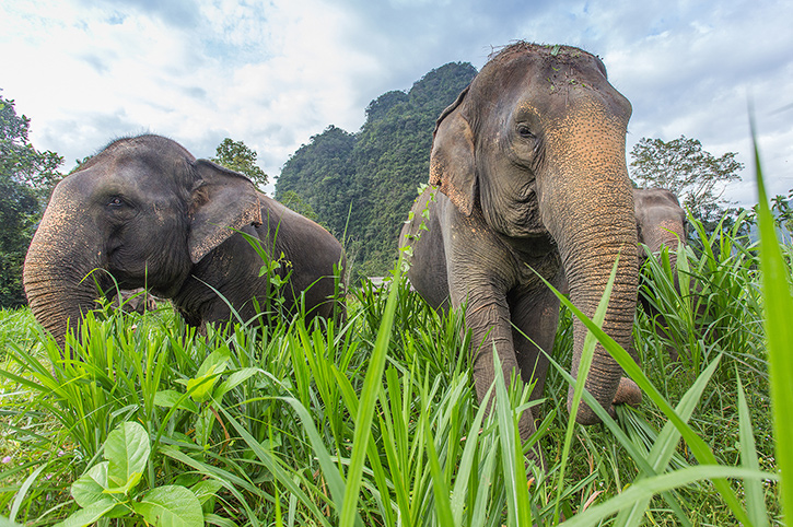Thailand’s Elephants & Islands