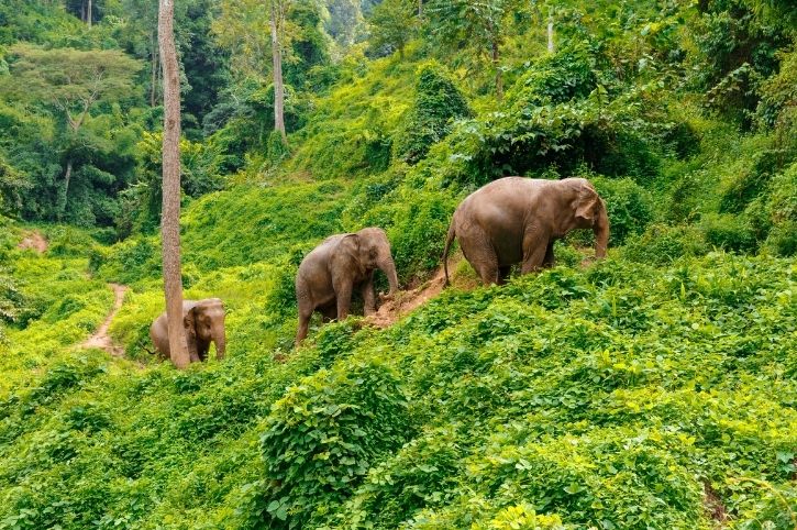Elephants in the Chiang Mai Jungle