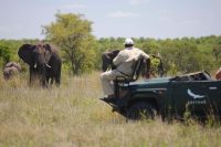 Elephants on a Game Drive, Ngala Safari Lodge, Ngala Private Game Reserve, Greater Kruger, South Africa