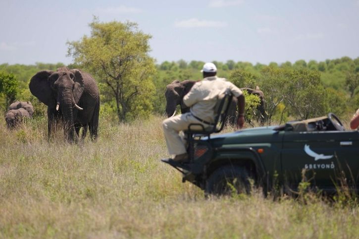 Elephants on a Game Drive, Ngala Safari Lodge, Ngala Private Game Reserve, Greater Kruger, South Africa