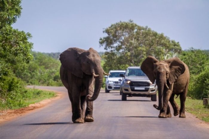 Elephants on a Self Drive Safari in Kruger National Park, South Africa