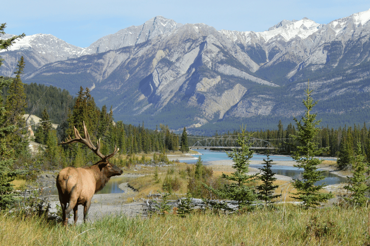 Elk in Jasper National Park, Alberta