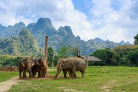Ethical Elephant Experience, Elephant Hills