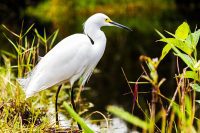 Everglades National Park, Florida, USA