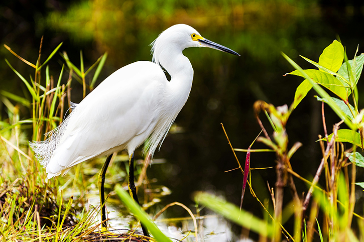 Everglades National Park, Florida, USA