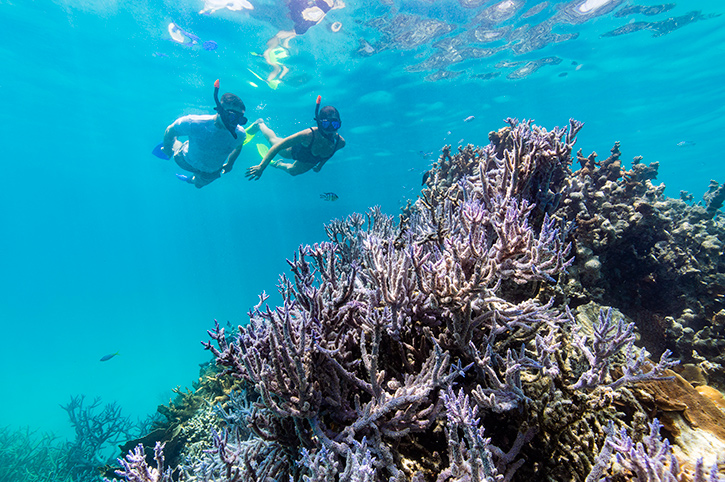 Snorkelling, Great Barrier Reef