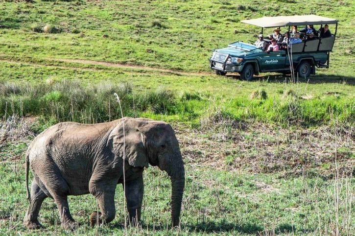 Game Drive, Amakhala Game Reserve, Eastern Cape, South Africa