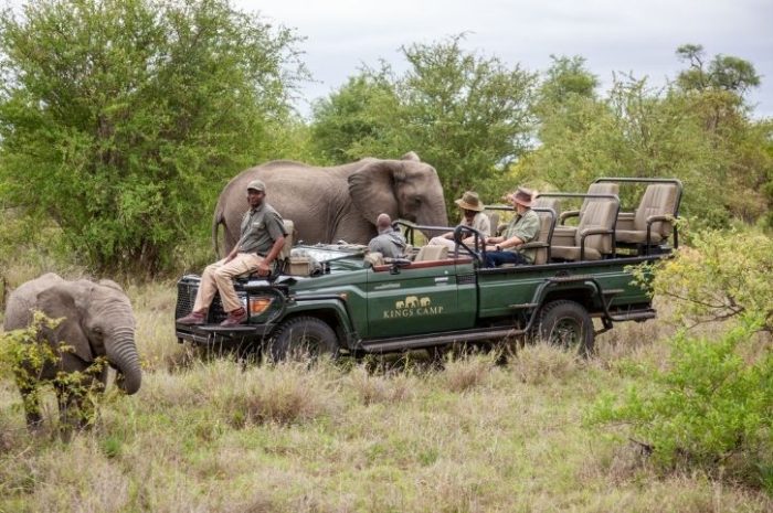 Game Drive, Kings Camp, Timbavati Reserve, Greater Kruger, South Africa