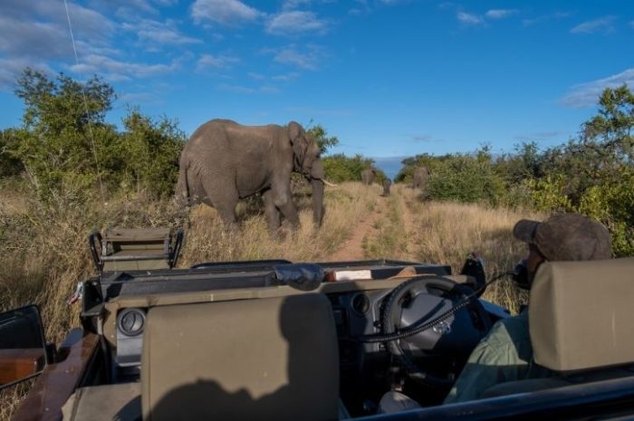 Game Drive, Klaserie Private Nature Reserve, Greater Kruger, South Africa