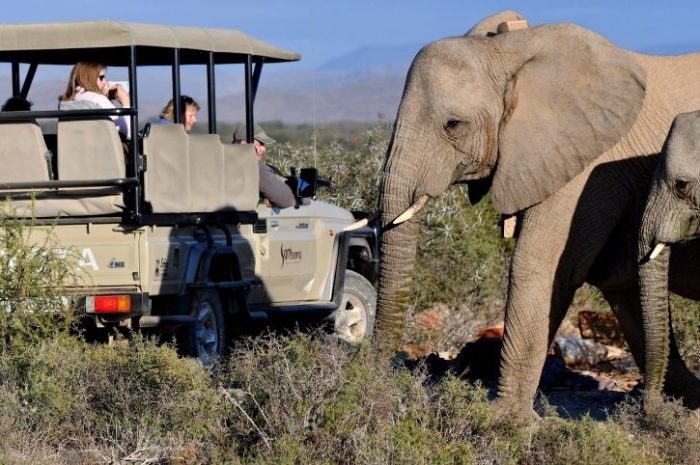 Game Drive, Sanbona Wildlife Reserve, Western Cape, South Africa