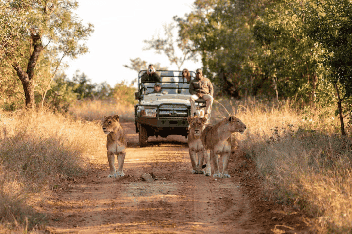 Game drive, Kapama River Lodge