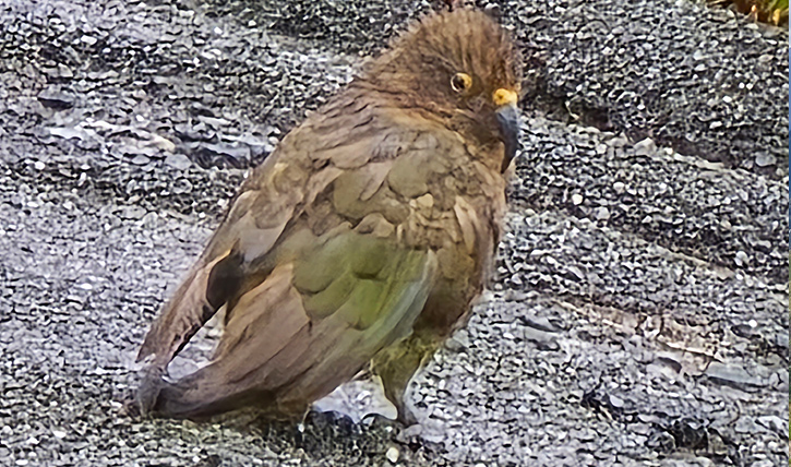 Gary;s cheeky Kea, Fiordland National Park, New Zealand