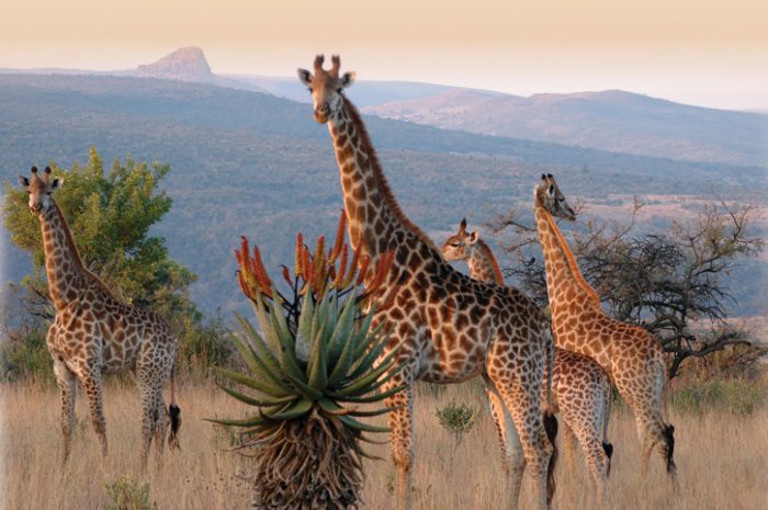 Giraffe, Isandlwana