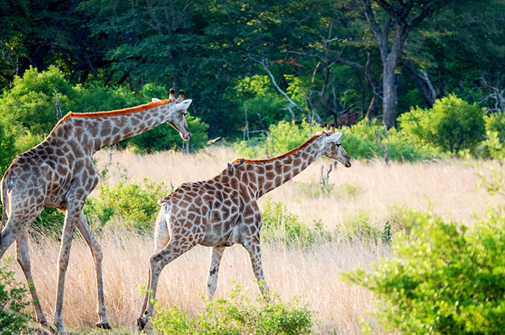 Giraffes, Hwange National Park