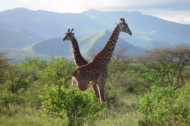 Giraffes in Tsavo National Park