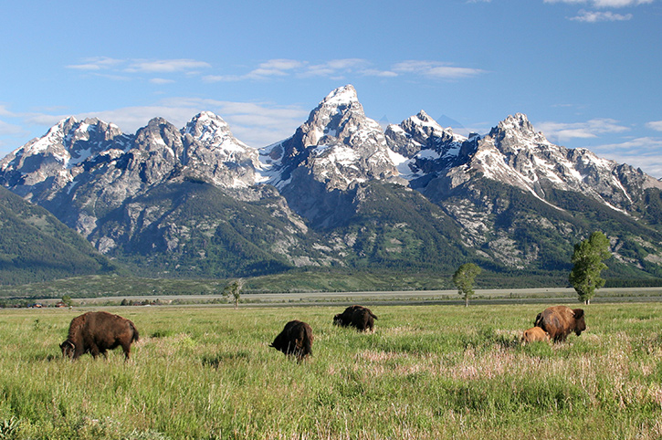 Bison in Grand Teton National Park, Wyoming