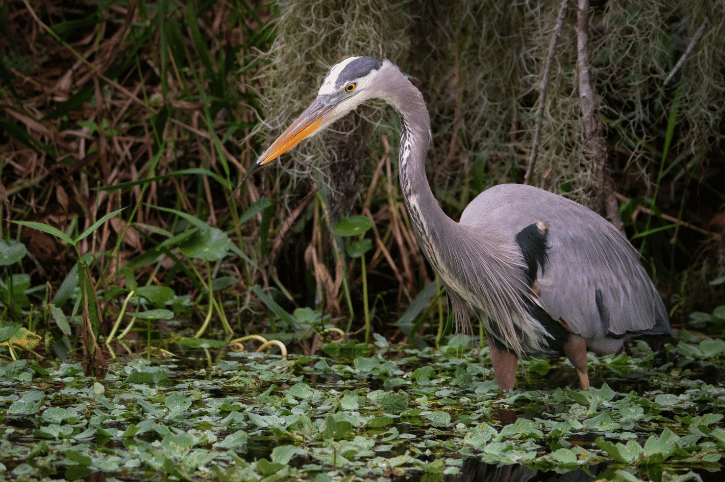 Great Blue Heron, Lakelands, Florida