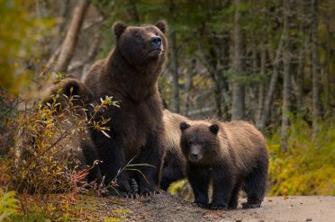 Grizzly Bear Family, Canada
