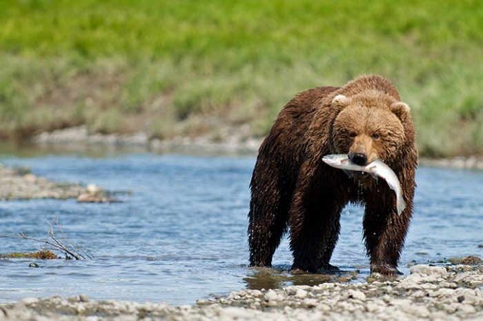 Grizzly bear fishing, Canada