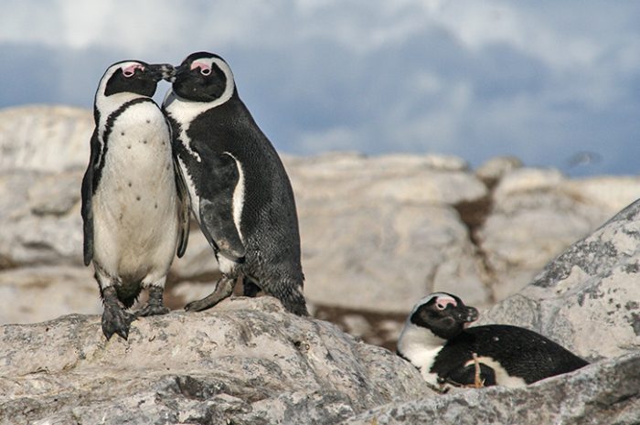 African Penguins on Dyer Island, Marine 'Big 5' Boat Safari, Grootbos Nature Reserve, Western Cape, South Africa