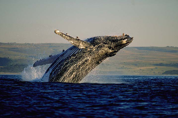 Whale, Hermanus, South Africa