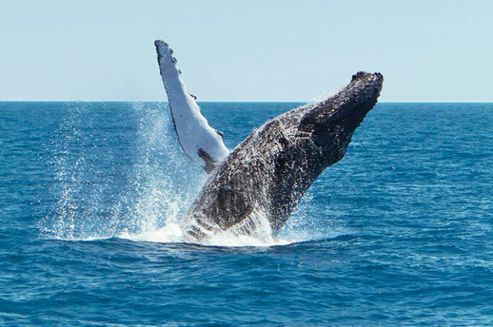 Humpback Whale, Hervey Bay