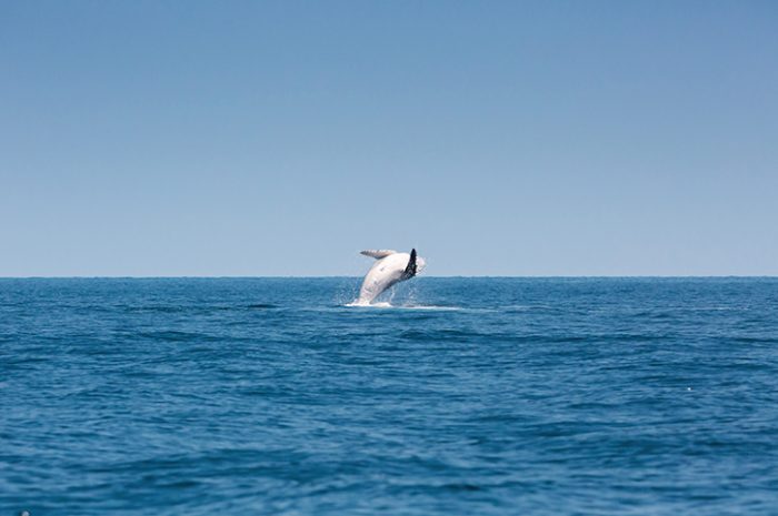 Whale Watching, Hervey Bay