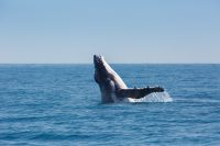 Whale Watching, Hervey Bay