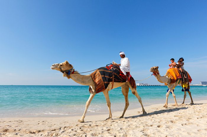 Camel on Beach in Dubai