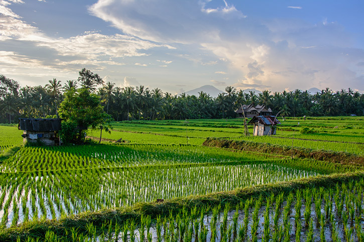 Rice Fields, Ubud