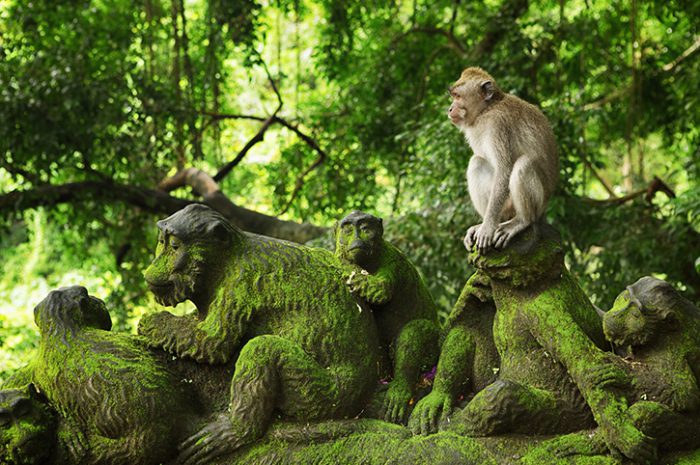 Monkey Forest