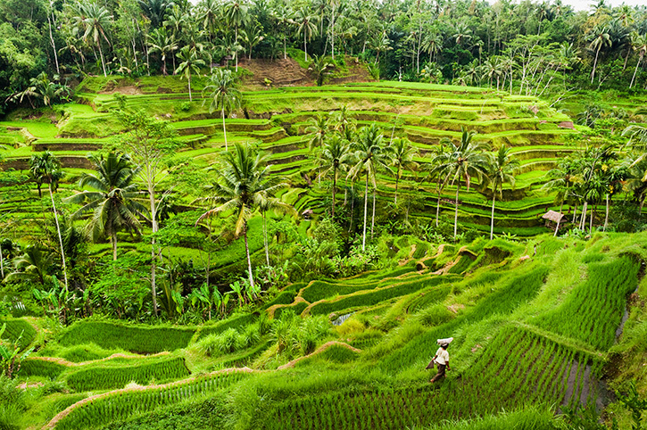 Bali Rice Terrace