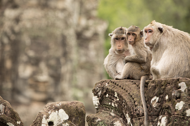 Angkor Wat Monkeys