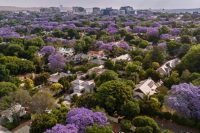 Johannesburg Cityscape with jacaranda blossoms, South Africa