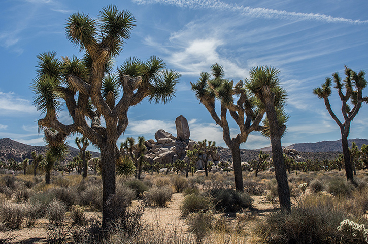Joshua Tree National Park