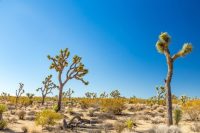 Joshua Tree National Park