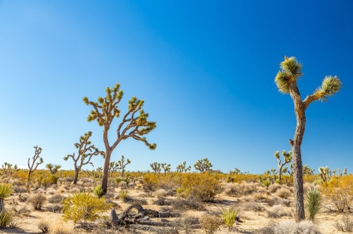 Joshua Tree National Park