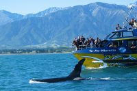 Kaikoura Whale Watching Tour