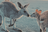 Kangaroo Island, South Asutralia