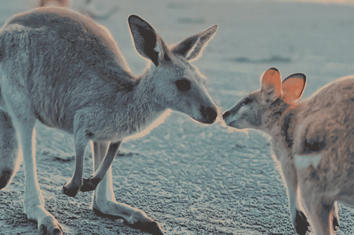 Kangaroo Island, South Asutralia
