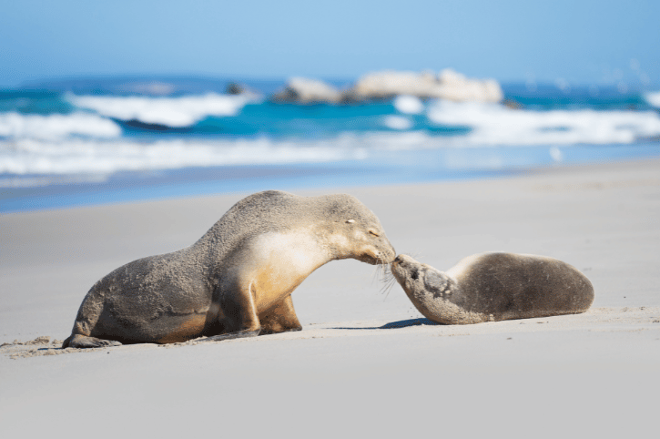 Kangaroo Island, Australia