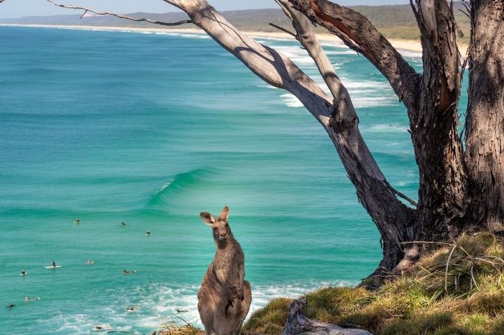 Wildlife Islands of Australia