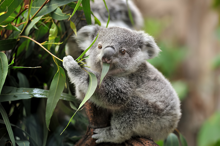 Koala, Australia