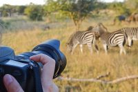Kruger Discovery